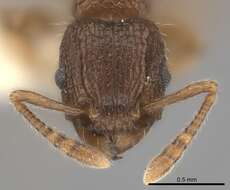 Image of Tetramorium turneri Forel 1902