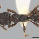 Image of Tetramorium wagneri Viehmeyer 1914