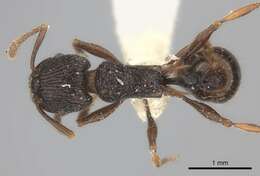 Image of Tetramorium wagneri Viehmeyer 1914