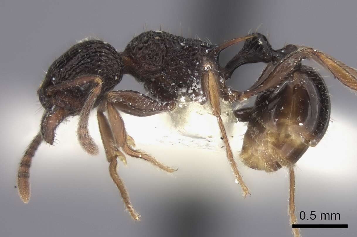 Image of Tetramorium wagneri Viehmeyer 1914