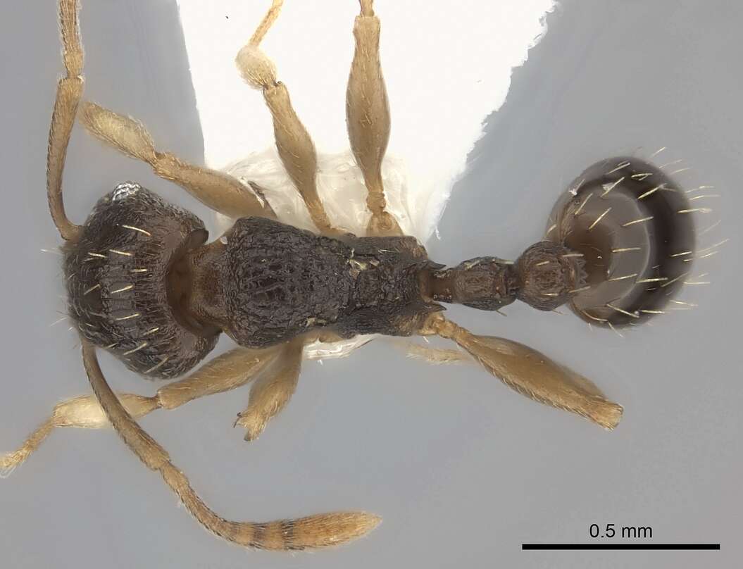 Image of Tetramorium zambezium Santschi 1939