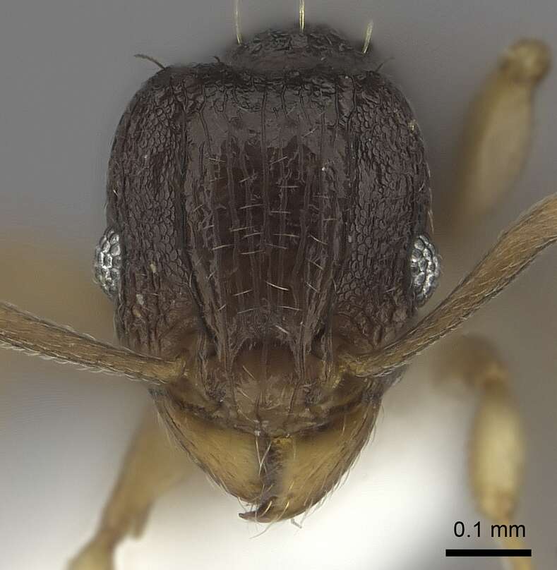 Image of Tetramorium zambezium Santschi 1939