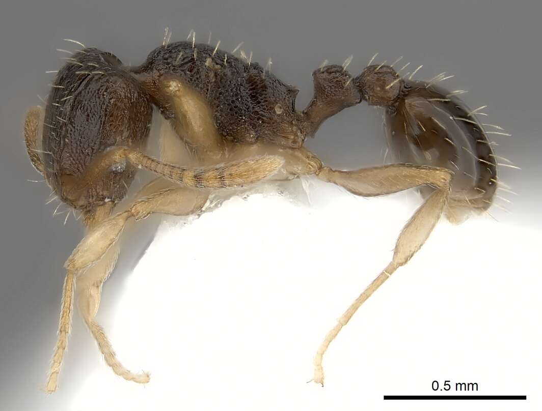 Image of Tetramorium zambezium Santschi 1939