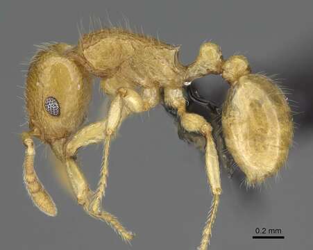 صورة Tetramorium xanthogaster Santschi 1911