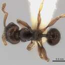 Image of Tetramorium occidentale (Santschi 1916)