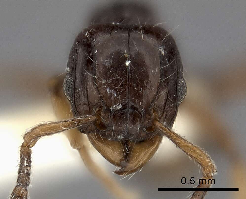 Image of Tetramorium occidentale (Santschi 1916)