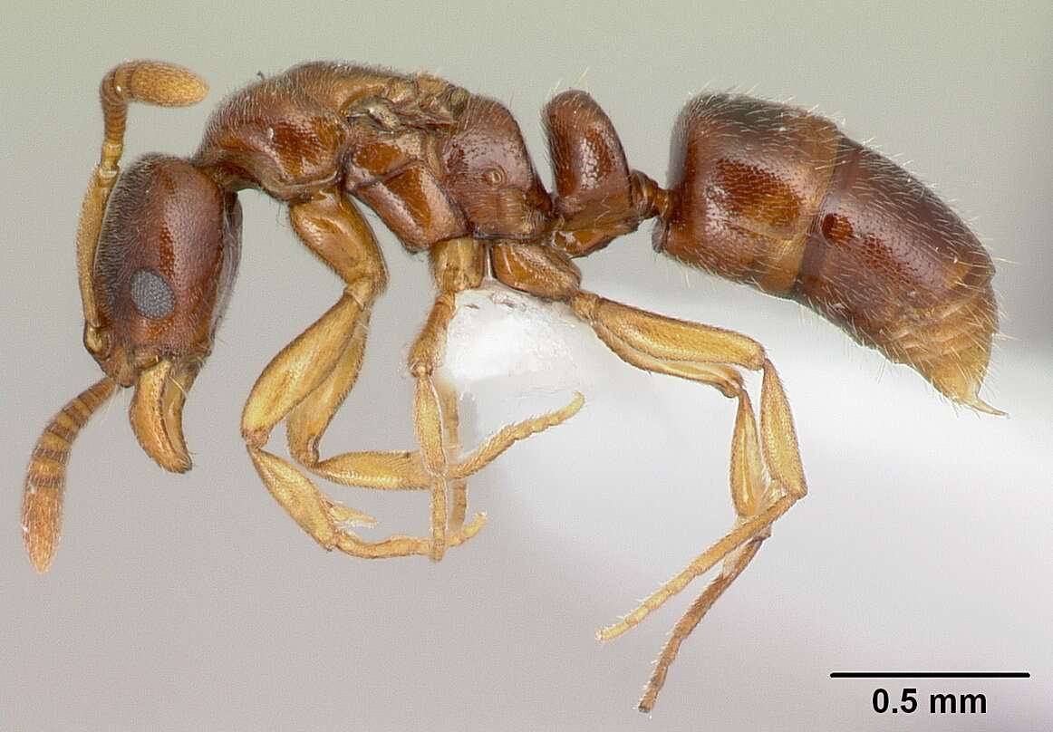 Image of <i>Hypoponera molesta</i>