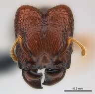 Image of Pheidole braueri Forel 1897