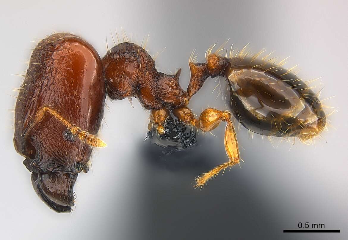 Image of Pheidole braueri Forel 1897