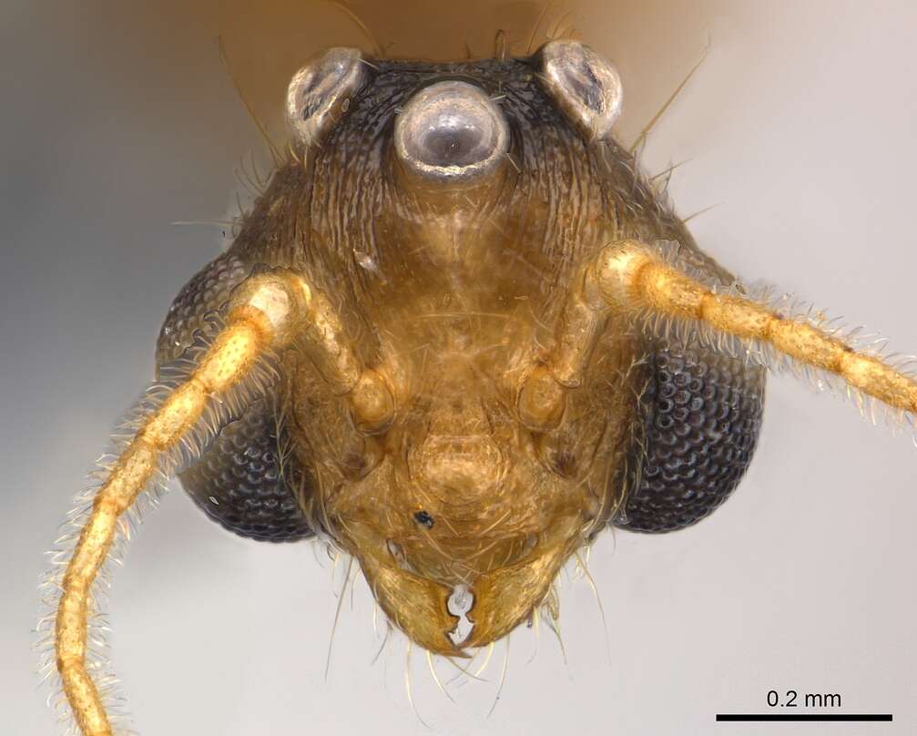 Image of Pheidole braueri Forel 1897