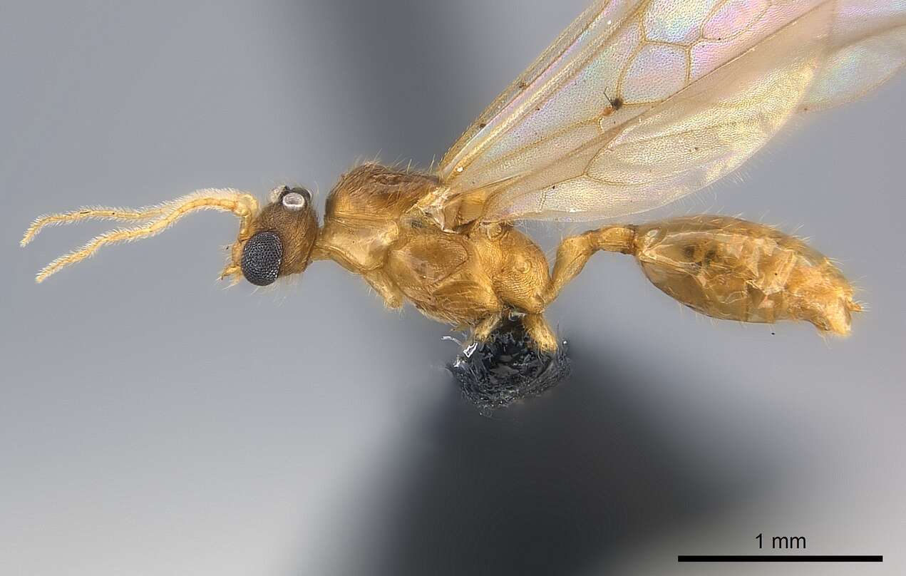 Image of Pheidole braueri Forel 1897