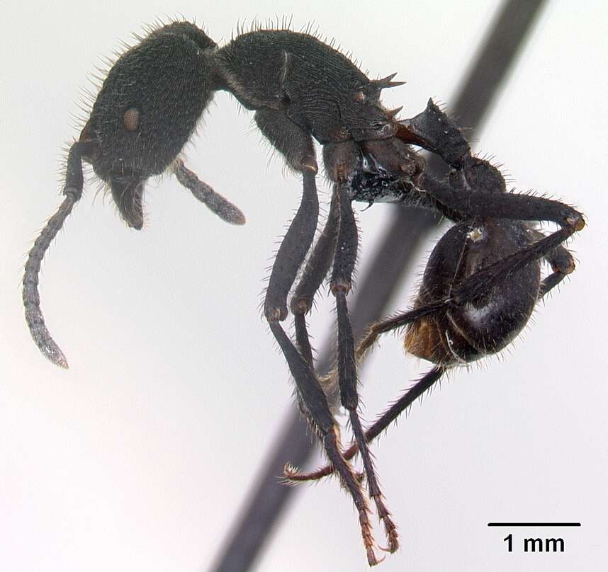 Image of Pogonomyrmex mayri Forel 1899