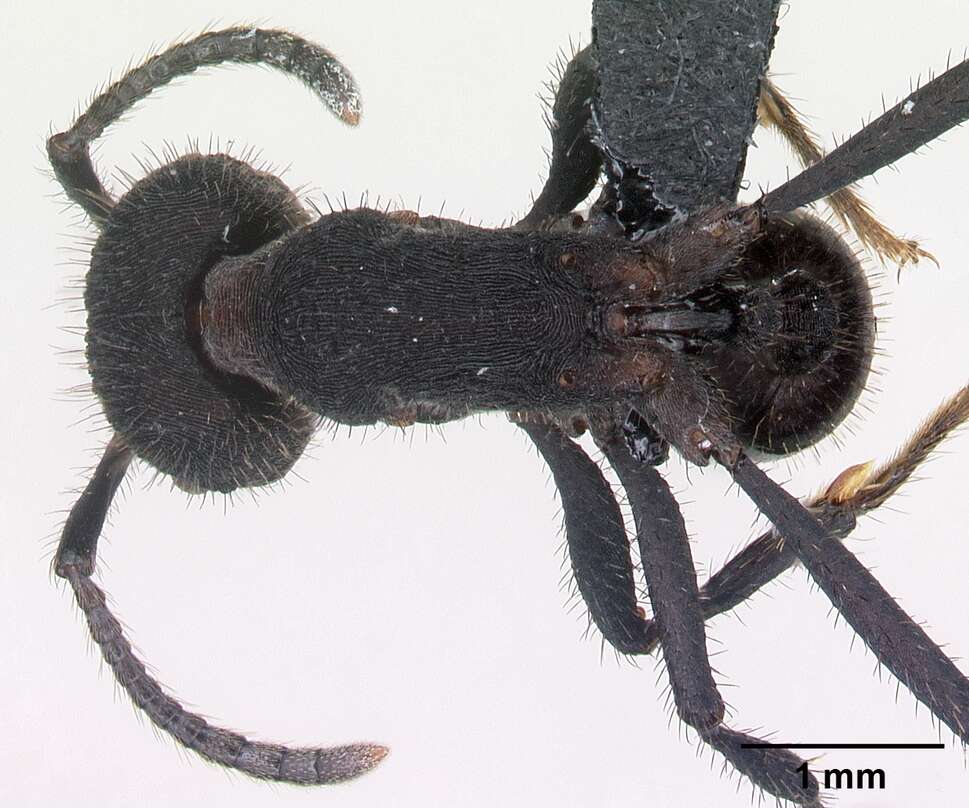 Image of Pogonomyrmex mayri Forel 1899