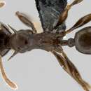 Image of Pheidole hercules Donisthorpe 1941