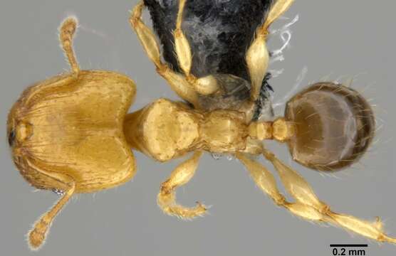 Image of Pheidole gambogia Donisthorpe 1948