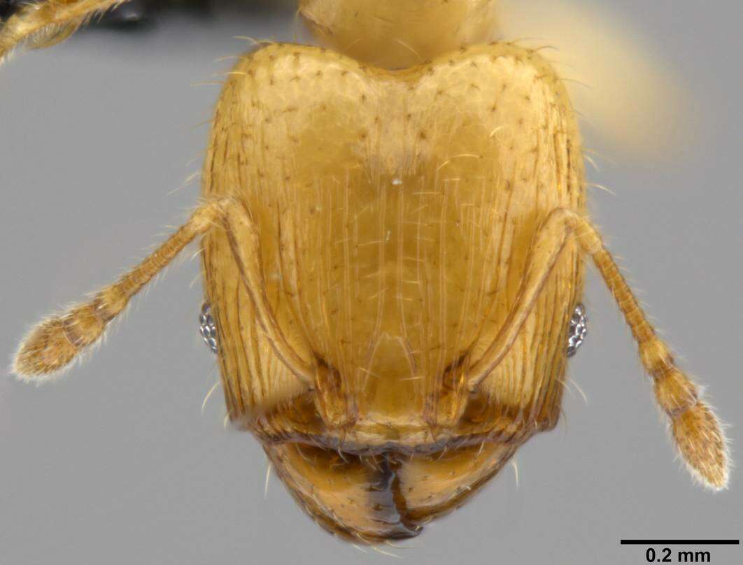 Image of Pheidole gambogia Donisthorpe 1948