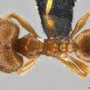 Image of Pheidole sauberi Forel 1905