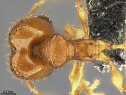 Imagem de Pheidole laminata Emery 1900