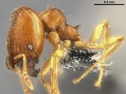 Image of Pheidole laminata Emery 1900