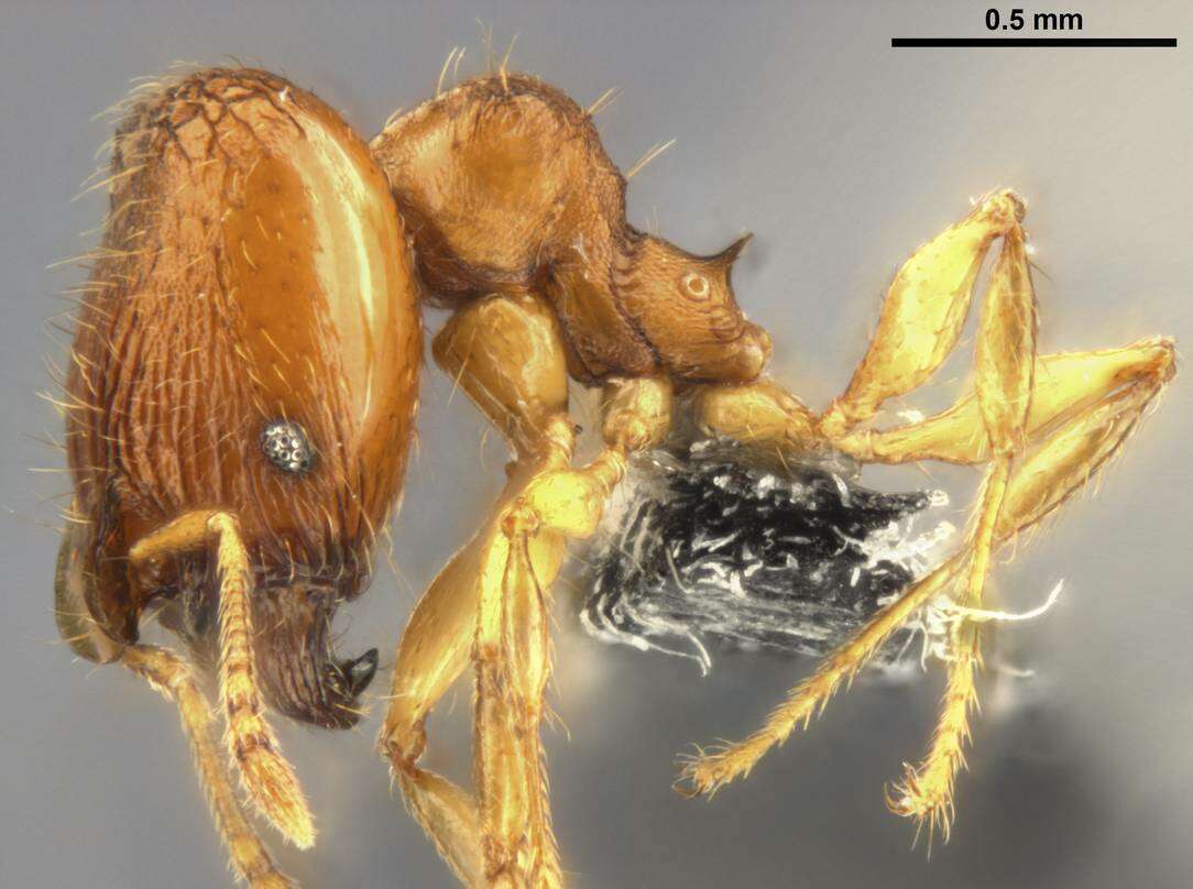 Imagem de Pheidole laminata Emery 1900