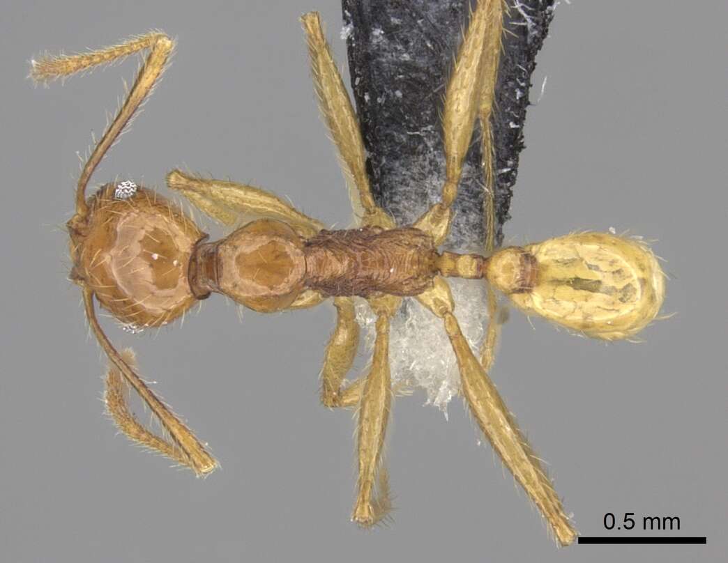 Image of Pheidole oceanica Mayr 1866