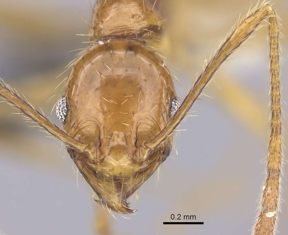 Image of Pheidole oceanica Mayr 1866