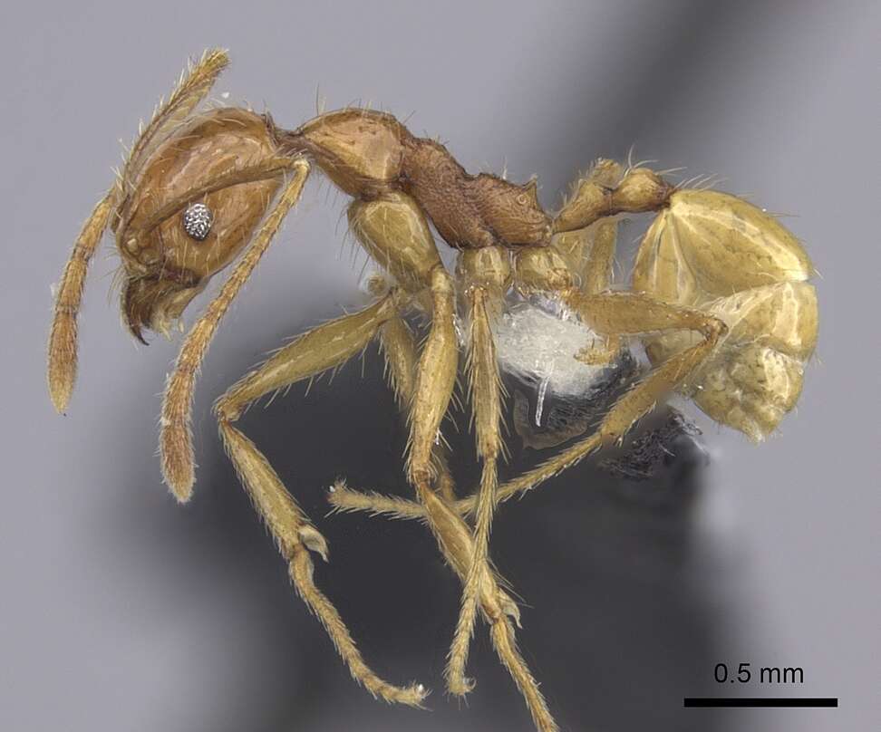 Image of Pheidole oceanica Mayr 1866