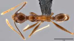 Image of Pheidole impressiceps Mayr 1876