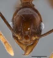 Image of Pheidole impressiceps Mayr 1876