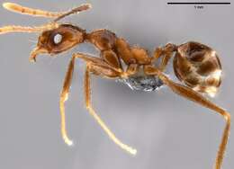 Image of Pheidole impressiceps Mayr 1876