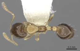 Monomorium floricola (Jerdon 1851) resmi