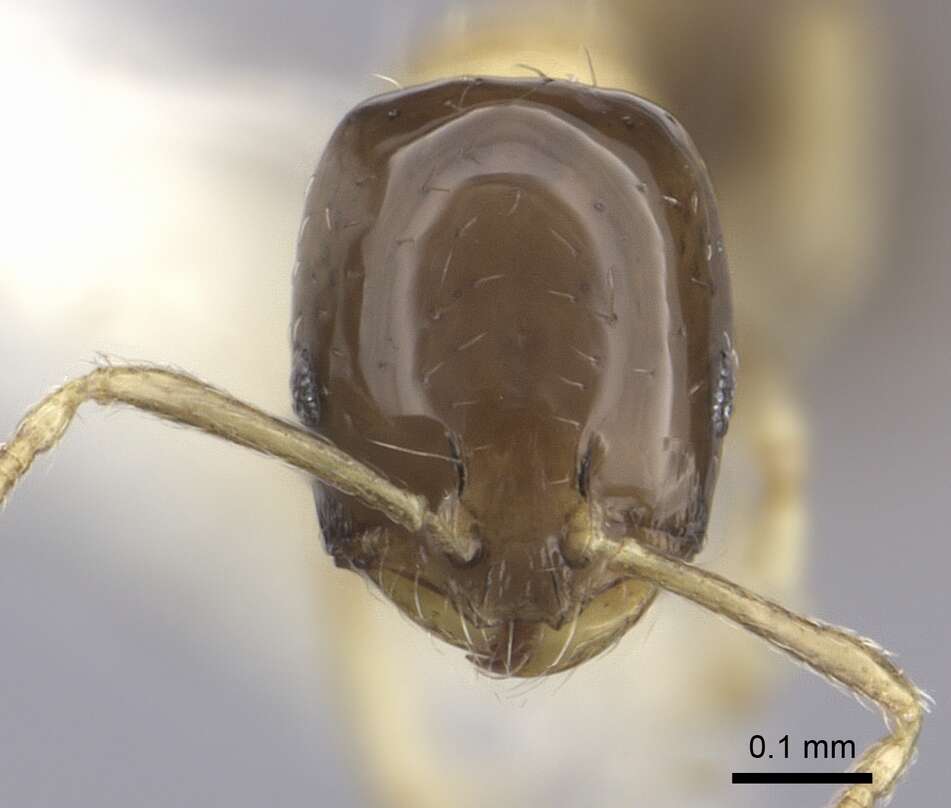 Monomorium floricola (Jerdon 1851) resmi