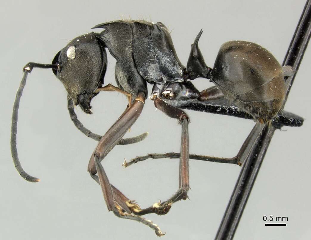 Image of Polyrhachis relucens (Latreille 1802)