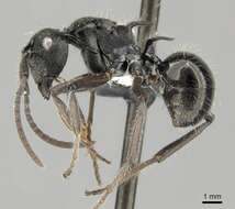 Image de Polyrhachis kaipi Mann 1919