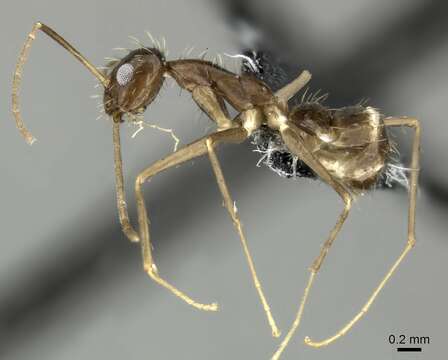 Image of Crazy Ant