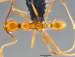 Image of Pheidole oceanica Mayr 1866