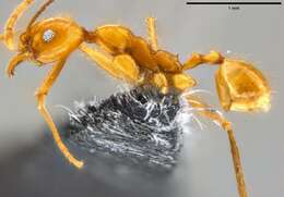 Image of Pheidole oceanica Mayr 1866