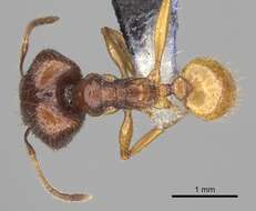 Image of Pheidole oceanica Mayr 1866