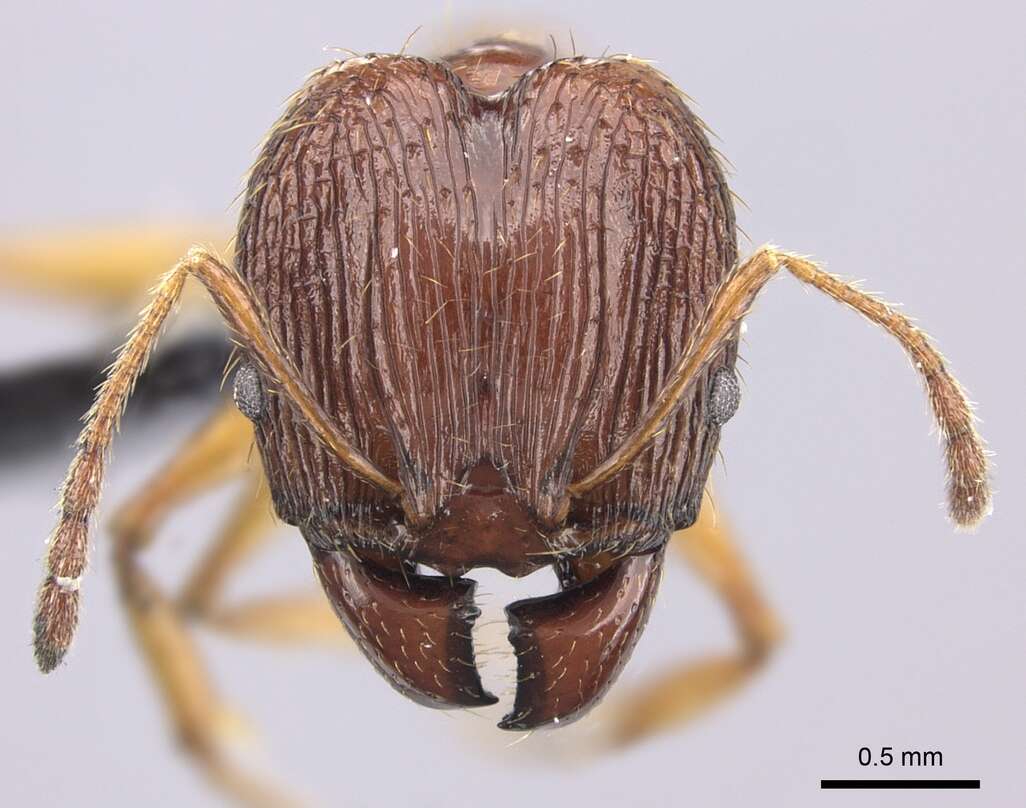 Image of Pheidole oceanica Mayr 1866