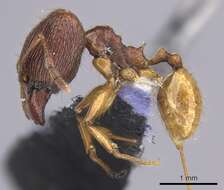 Image of Pheidole oceanica Mayr 1866