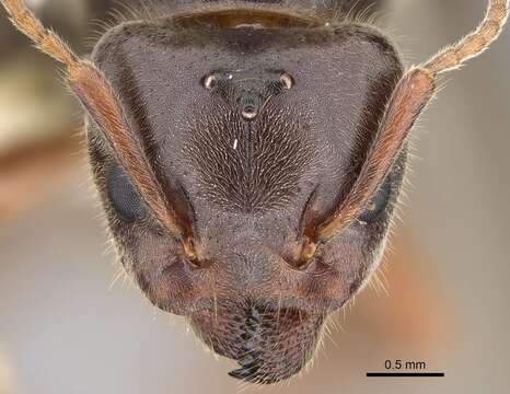 Image of Velvety Tree Ants