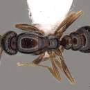 Image of <i>Anomalomyrma helenae</i>