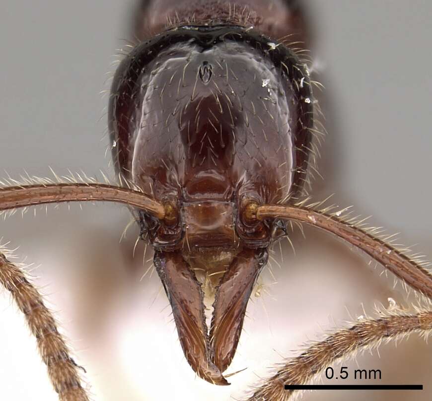 Image of Anomalomyrma