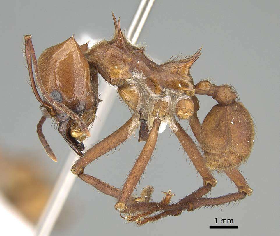 Image of leaf-cutter ants