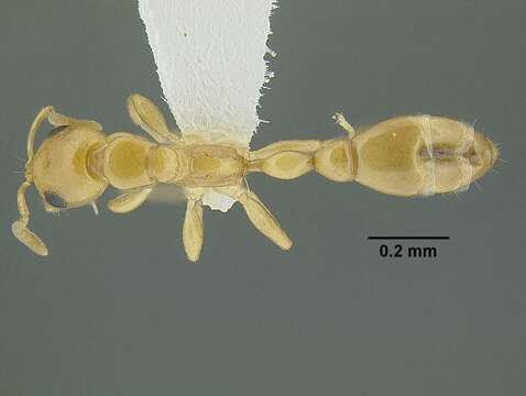 Tetraponera emeryi (Forel 1911) resmi