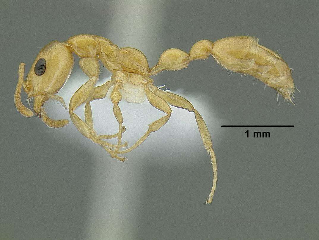 Tetraponera emeryi (Forel 1911) resmi