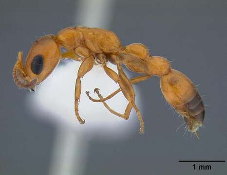 Image of Pseudomyrmex