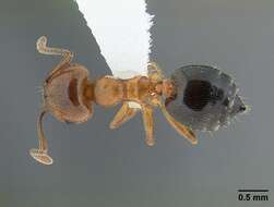 Image of Crematogaster laeviuscula Mayr 1870