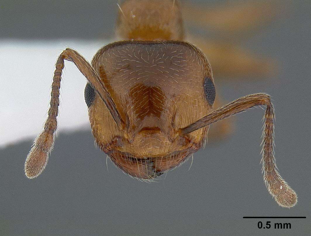 Image of Crematogaster laeviuscula Mayr 1870