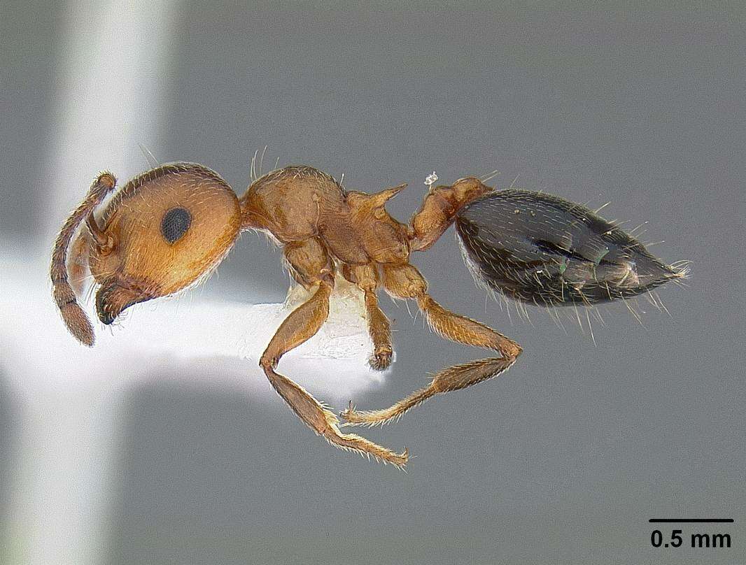 Image of Crematogaster laeviuscula Mayr 1870